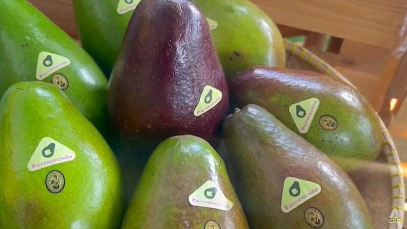 Sabah’s locally grown avocados gain attention as potential major export