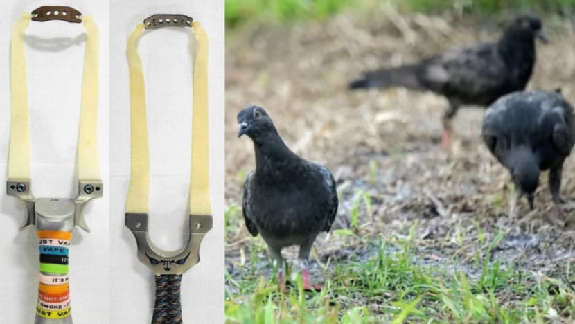 Man fined after firing slingshot at pigeons, leaving hole in neighbour's window Man fined after firing slingshot at pigeons, leaving hole in neighbour's window
