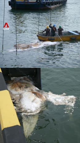 Baleen whale carcass found in Singapore waters