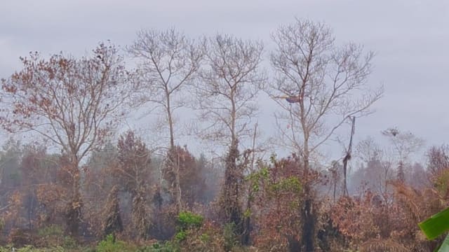 柔佛边佳兰泥炭地大火扑灭 150多个居民获准回家