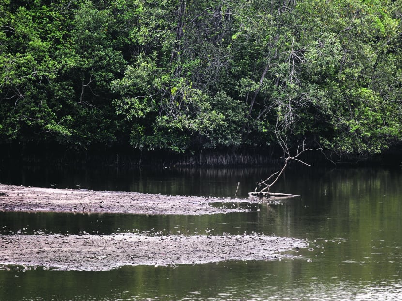 Mangroves at Sungei Buloh Wetland Reserve, where changes in the reserve’s surface elevation could change the mangrove composition. 
TODAY FILE PHOTO