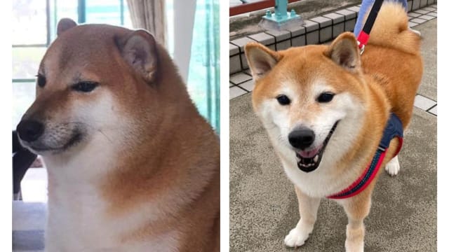 因表情包而全球爆红 知名柴犬去世网民纷哀悼