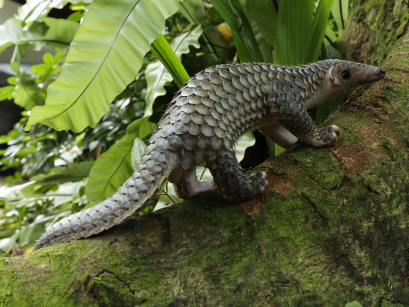 Pangolin found weak and hungry now thriving: WRS