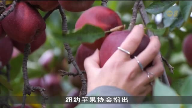 纽约强降雨 沉重打击苹果园农业旅游业