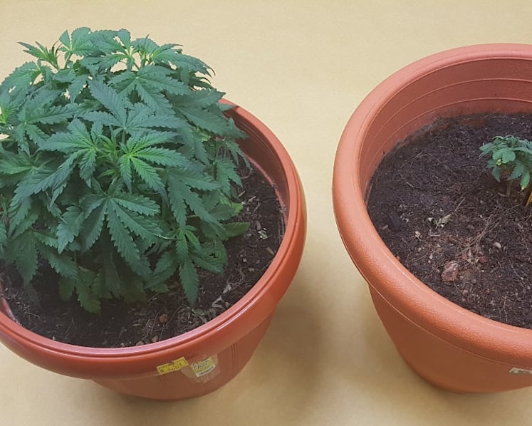 Man charged with growing 2 cannabis plants in Yishun flat