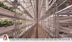 New S$80m AI-powered vertical farm to boost Singapore's vegetable output