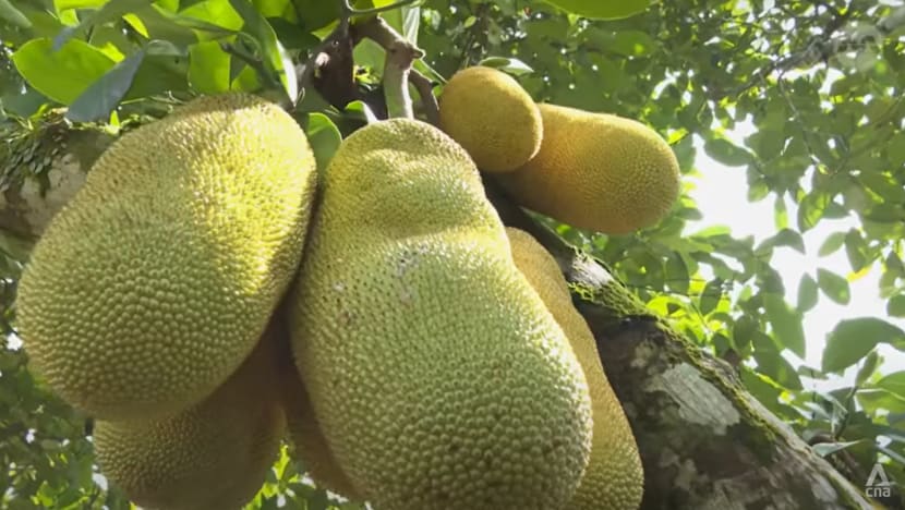 Malaysia hopes its nangchem hybrid premium fruit will prove a juicy hit with China