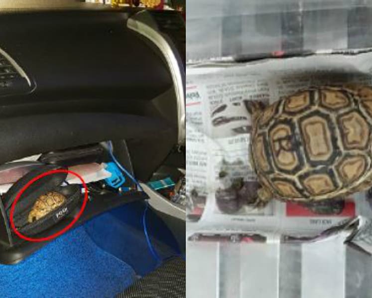 Man fined S$7,600 for illegal import and possession of reptiles, another fined for abandoning cats