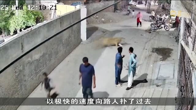 宠物狮子翻墙离家 导致三人受伤