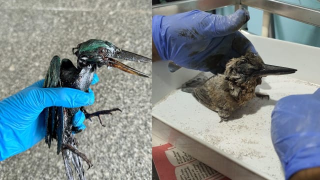 四只沾油白领翡翠获救 其中两只已死