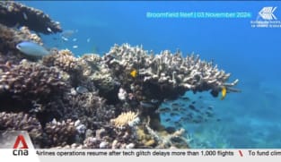 Climate crisis: Australia's Great Barrier Reef suffers record coral decline in 2024 