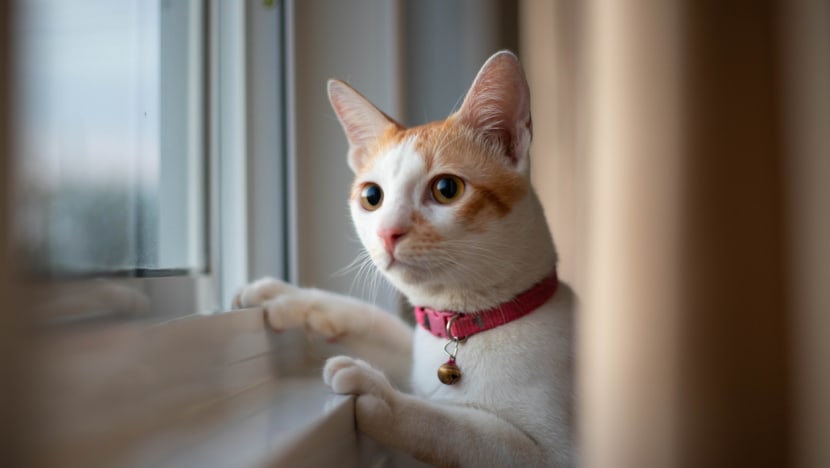Geger pria makan kucing di Semarang untuk obati diabetes