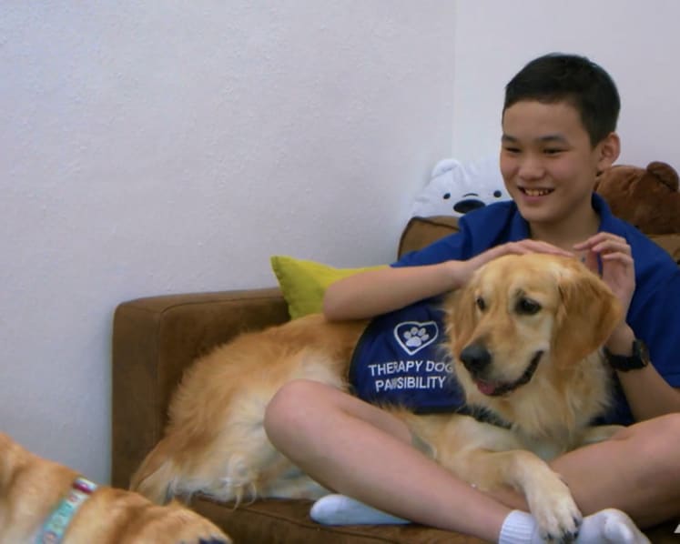 Faced with PSLE anxiety, boy finds help - and joy - from therapy dogs