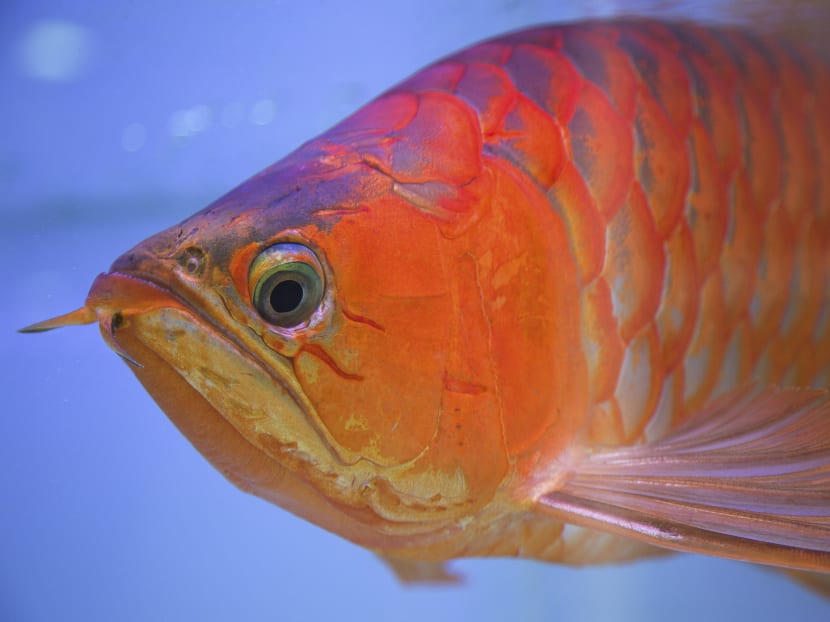 An arowana at the home of Kenny Lim, a local hobbyist, in his aquatic menagerie of stingrays and arowanas, in Singapore, March 22, 2018.  Photo: The New York Times