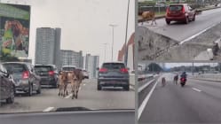 பசுக்களால் மலேசிய நெடுஞ்சாலையில் நெரிசல்