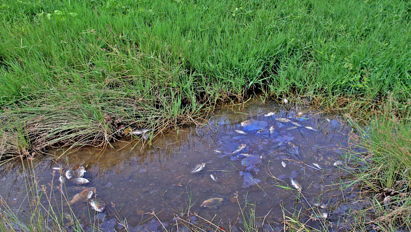 Mass fish deaths at Bishan-Ang Mo Kio Park