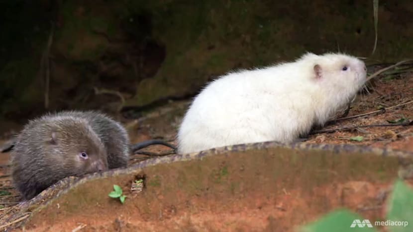Bamboo rats – eco-friendly answer to growing appetites for meat?