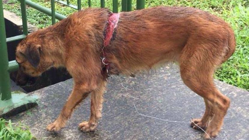 AVA investigating case of stray dog injured by steel trap at Lim Chu Kang