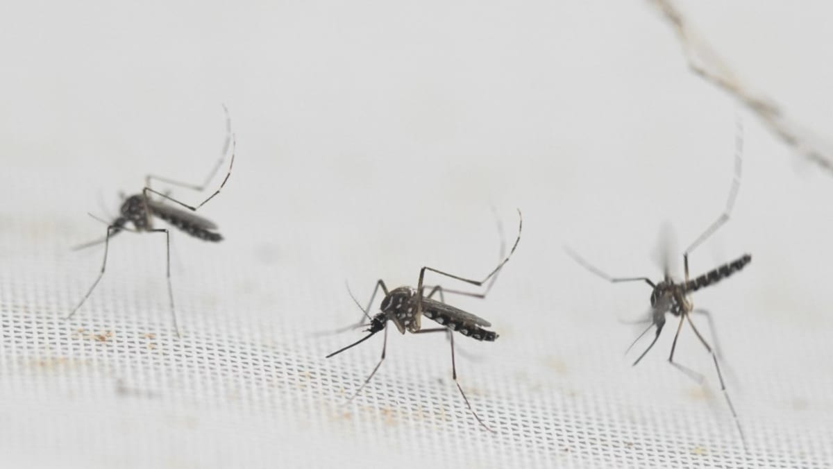 Wolbachia mosquitoes to be released at 5 new areas, including Ang Mo Kio and Toa Payoh