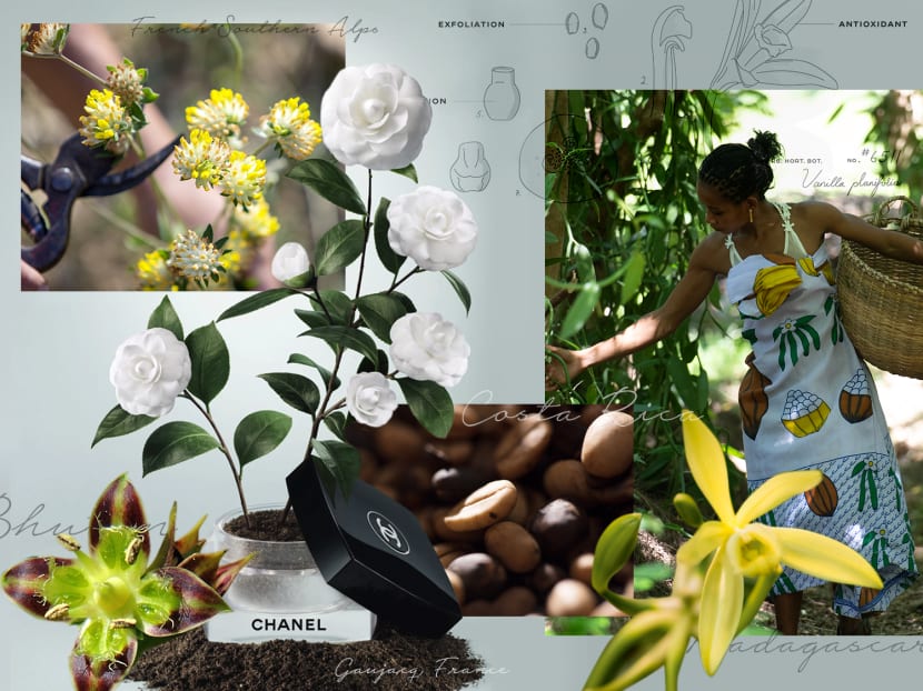Inside Chanel’s open-sky labs around the world, where precious skincare ingredients are harvested