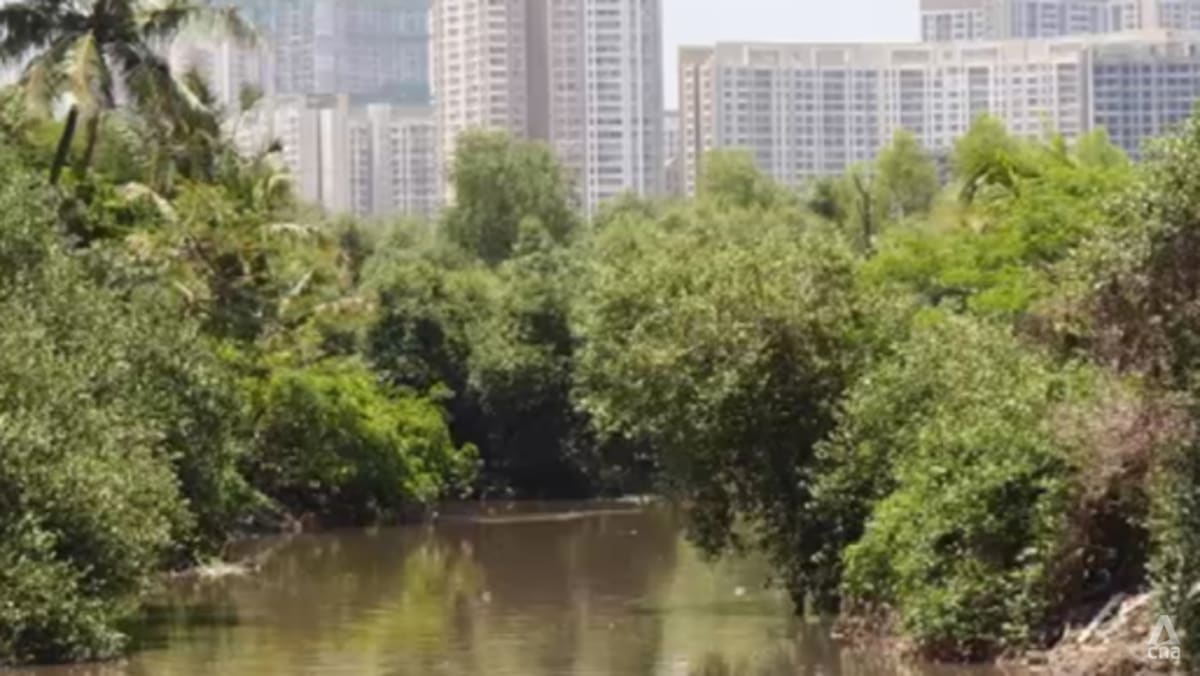 Mumbai's mangroves under threat as city pushes ahead with major infrastructure projects