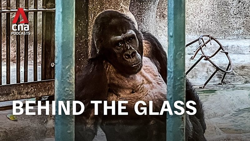 CNA Special - Bangkok’s Loneliest Gorilla: Final destination (Part 3) 
