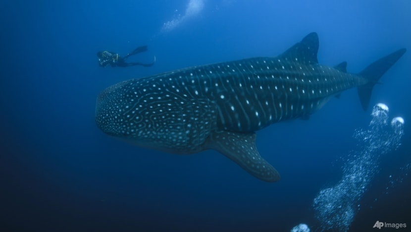 The Galapagos Islands and many of their unique creatures are at risk from warming waters The Galapagos Islands and many of their unique creatures are at risk from warming waters