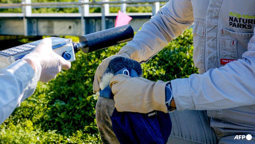 Australia races to shield little penguins from H5N1 bird flu