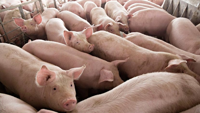 Frozen pork from Netherlands recalled after Salmonella outbreak