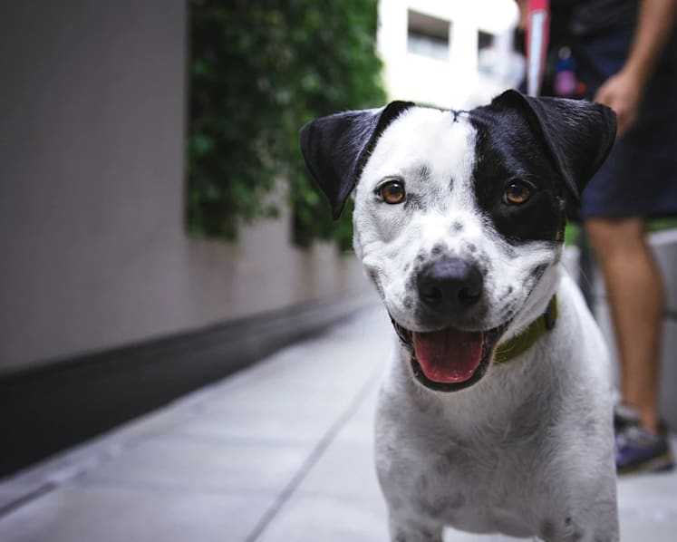 BCA’s ban on exercise and dog-walking in condominiums makes no sense