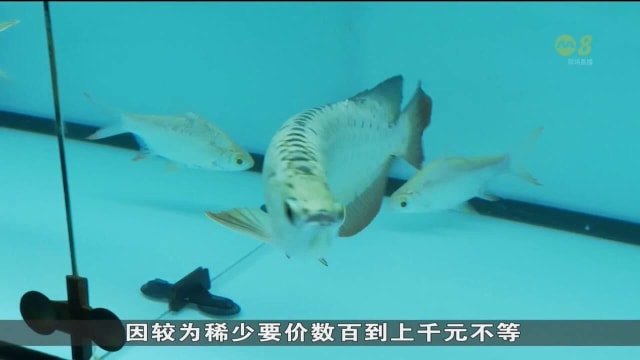 为在龙年讨个好彩头 越来越多人养金龙鱼和小龙虾