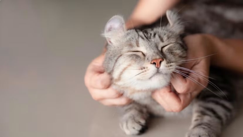 Penjaga sementara kucing dibenar pelihara 6 kucing dalam flat HDB, 10 bagi rumah privet