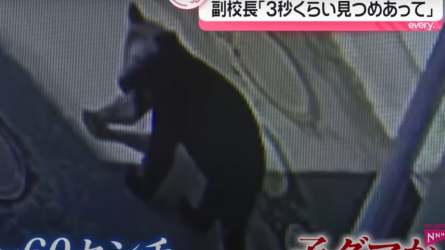 日本校园惊现小熊 副校长用眼神将其逼退