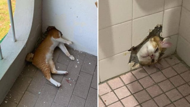 猫咪头部卡墙角 出动马国消防人员解救