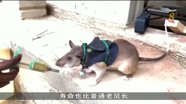 坦桑尼亚训练老鼠执行救援行动