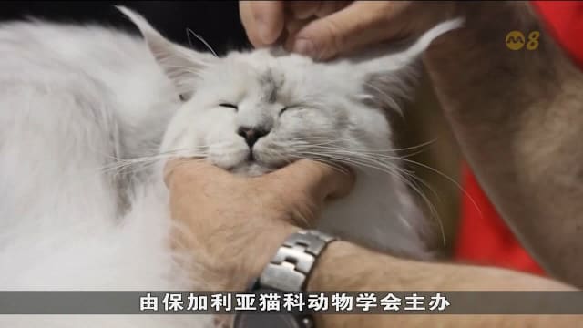 保加利亚举办猫咪选美赛 约150只猫角逐桂冠