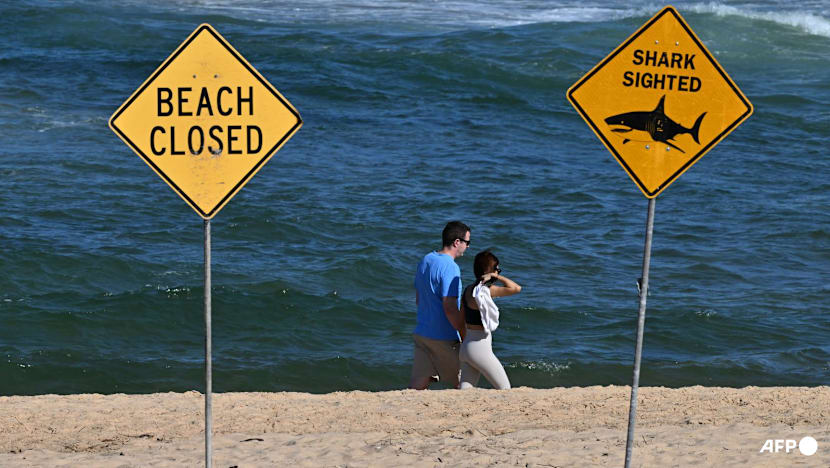 'Large shark' kills man off Sydney beach