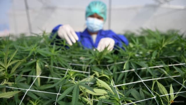 泰国高中生校内卖大麻 多名学生吸食后上课昏睡