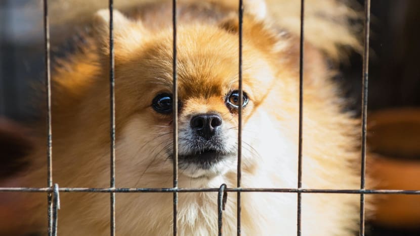 AVS seeks public feedback before finalising stricter rules for dog breeders and pet boarders