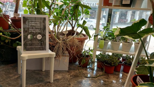 本地出现首家“植物旅馆”