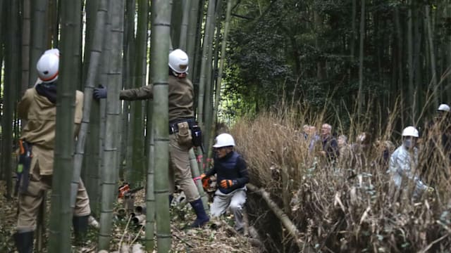 遏制涂鸦行为 日本砍伐岚山景点约20棵竹子