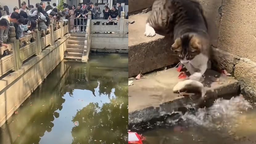 Cat Hunting Fish Unexpectedly Draws Big Crowds