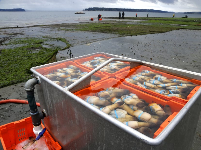 Geoduck farming takes off as demand for clams grows in Asia