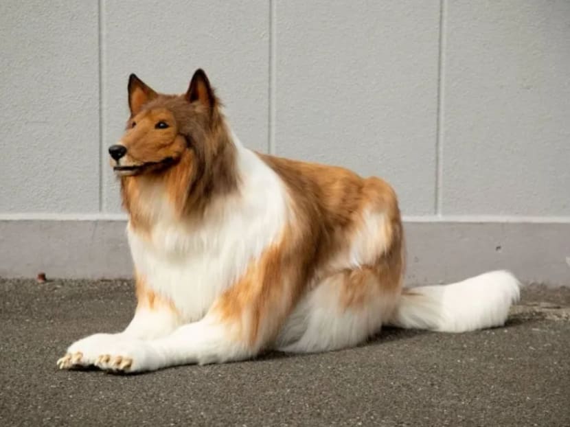 A clip of the man masquerading as Lassie has racked up nearly one million views on YouTube since it was posted in April, New York Post reported. A clip of the man masquerading as Lassie has racked up nearly one million views on YouTube since it was posted in April, New York Post reported.