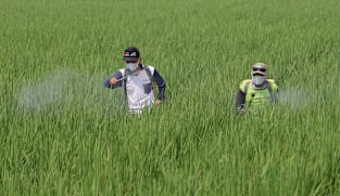 More rice for less methane? This Singapore lab is already seeing success with regional farmers