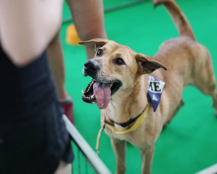 Commentary: We never give up trying, but not every rescue dog will find a home