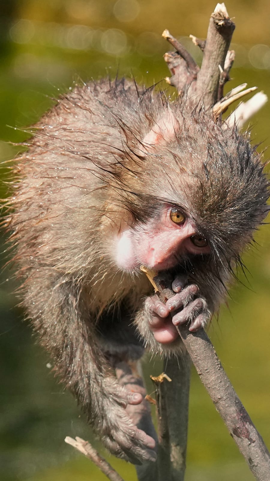 Japan's monkey sensation Punch gets thousands of messages for first birthday