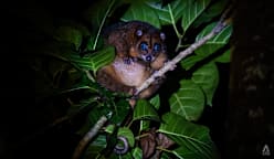 How one Indonesian village turned from hunters into guardians of a rare blue-eyed marsupial