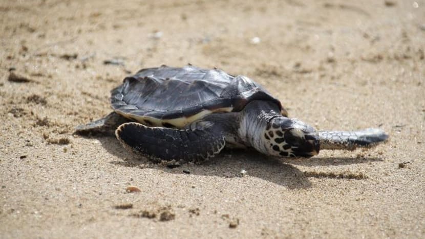 Hawksbill turtle rescued from brink of death released back into the wild