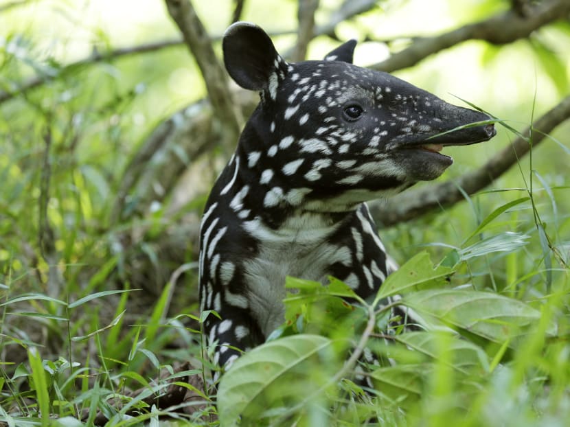 Asia’s first giant river otter baby born at River Safari